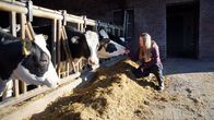 Wir springen ein - Arbeit auf Abruf – Am meisten liebt Betriebshelferin Nadine die Arbeit mit Kühen und Kälbern.