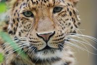Nashorn, Zebra & Co. – Leopard.