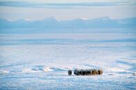 Ein perfekter Planet – Moschusochsen sind Kältespezialisten: Die Polarnacht in Ellesmere Island ohne Sonnenlicht dauert mehrere Monate.