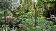Garten und lecker – Zum Auftakt der neuen Staffel "Garten und lecker" lädt „Staudenqueen“ Hildegard Rave aus Velen Ramsdorf in ihren Garten. Mitten in einem Wohngebiet hat die gelernte Einzelhandelskauffrau auf 1.000 Quadratmetern ihren Gartentraum geschaffen.