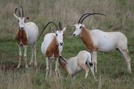 Zoogeflüster – Adam Patrick Davis and Cody Cseplo have to find Babe the scimitar-horned oryx's new calf, but it might be tricky with all the other calves in the herd. (National Geographic/Jesse Kennedy)
