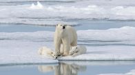 Die Reise der Eisbären – Wilde Eisbärin mit Jungtieren auf dem Packeis.