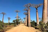 Unbekanntes Madagaskar – In der Nähe der Stadt Morondava liegt die berühmte Allee der Baobabs: ein Muss für jeden Touristen.
