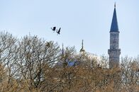 Wildes Istanbul – Graureiherpaar über den Horsten im Guelhane Park.