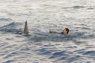 Scorpion – Während Walter (Elyes Gabel) nach einem Bootunglück mitten im Meer auf eine ganze Horde Haie trifft, wird Sylvester mit einigen unangenehmen Fragen bezüglich seiner Kandidatur konfrontiert ...