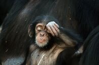 Tierische (R)Evolution – Wie unterscheiden sich Schimpansen im Senegal von ihren Artgenossen, die im Wald leben?