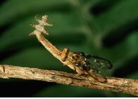 Tierische Freaks – A carnivorous caterpillar lunges at an unsuspecting fly- for the fly, this was the wrong 'twig' to climb.