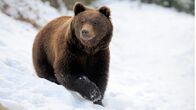 Yellowstone Nationalpark – Bär in winterlicher Landschaft; PHOENIX YELLOWSTONE NATIONALPARK Uhr. Bär in winterlicher Landschaft