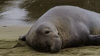 Alpha-Tiere – Nur einmal im Jahr verlassen See-Elefanten-Kühe das Wasser, um an Land zu gehen und ihre Jungen zu bekommen.