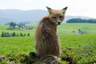 Tiere bis unters Dach – Fuchs du hast ... den Hahn vom Grieshaberhf gestohlen. Keine kluge Wahl. Der Bauer bläst zur Jagd. Doch der kleine Beutegreifer hat eine Verbündete: Nelly!; ARD/SWR TIERE BIS UNTERS DACH, "Fuchsjagd" Uhr im ERSTEN. Fuchs du hast ... den Hahn vom Grieshaberhf gestohlen. Keine kluge Wahl. Der Bauer bläst zur Jagd. Doch der kleine Beutegreifer hat eine Verbündete: Nelly!