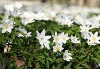 Mythos Wald – Blühende Buschwindröschen locken im Frühjahr Hummeln und Falter an.