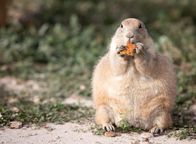 111 – Obese Prairie Dog eating a sugary cookie snack.