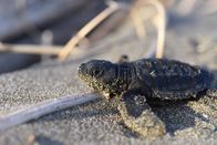 Feindselige Erde – Nancite, Costa Rica - Nachdem sich diese Schildkröte ihren Weg an die Oberfläche gegraben hat, muss sie nun einen Spießrutenlauf durch Raubtiere absolvieren, um das Meer zu erreichen.