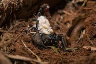 Die gruseligsten Tiere: Fakt oder Fiktion? – Java, Indonesien - Skorpion mit Babies auf dem Rücken (Love Productions USA/Myke Clarkson)