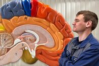 Puls – Puls Neurodiversität – Zwischen Leidensdruck und Superkraft Ein junger Mann schaut auf ein strahlend buntes Hirnmodell. Copyright: SRF