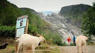 Wunderschön! – Unterhalb einer Gletscherzunge des Jostedalsbreen. Die Ziegen arbeiten für den Nationalpark, halten das Gras kurz.
