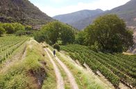 Die wunderbare Welt der Weine – Die Kleinbauern haben sich zu einer Kooperative zusammengeschlossen und verfolgen dasselbe Ziel wie die ausländischen Großkonzerne: den besten Wein im ganzen Reich der Mitte zu produzieren.