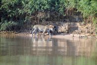 Wilde Inseln – Amazon, JaguarLS; JaguarBill Markham