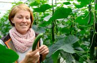 Ein Sommer am Bodensee – Gemüse von der Bodensee-Insel Reichenau: Gärtnerin Stefanie Wehrle erntet mehrmals im Sommer Gurken im Gewächshaus.