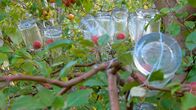 Verrückt nach Meer – Bei Ehepaar Humke wachsen Äpfel direkt in Glasflachen.