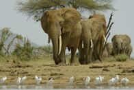 Eine Perle im Sand – Eine Herde Elefanten nähert sich dem Wasserloch