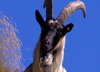 Netz Natur – NETZ NATUR Dem Teufel vom Karren gesprungen Teuflische Geschöpfe: Seit ihrer Nutzung als Haustiere sind Ziegen sehr zutrauliche Tiere. In der Vergangenheit, speziell im Mittelalter, wurden Ziegen jedoch oft mit dem Teufel in Verbindung gebracht, wobei auch der kräftige Geruch der Böcke seine Rolle gespielt haben könnte.