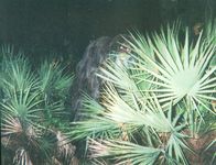 Mystery 360 – FLORIDA: A photograph of a mysterious creature known in Florida as the Myakka skunk ape. It was photographed in Sarasota County, Florida, in autumn 2000, when it was taking apples from the back porch of an elderly coupleŐs house. The creature may be similar to the Bigfoot.