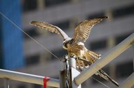 Inselwelt New York – Der Wanderfalke ist einer der schnellsten Vögel unseres Planeten. Die New Yorker Hochhäuser bieten ideale Bedingungen für ihn, um seine Eier abzulegen.