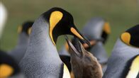 Wildes Chile – Tierra Del Fuego, Chile - Junger Königspinguin bettelt um Futter (OTF)