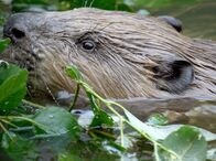Die Moldau - Der goldene Fluss – In den Altwässern der Moldau leben Biber
