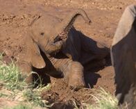 Tierische Freaks – Fr, 22.11., 04:55 Uhr