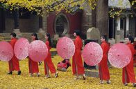 Die Farben Chinas – Der 4000 Jahre alte Ginkgo-Baum im Dinglin Tempel wird als heiliger Baum verehrt.