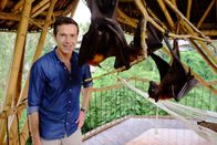 Terra X: Sternstunden der Evolution – Flughunde gehören zu den Langschläfern: Doch wozu dient der Schlaf?