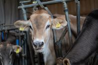 Heimatleuchten – Braunvieh im Stall auf dem Wölfl-Hof