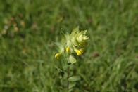 P.M. Wissen – Hitze, Wassermangel, Gewitter, Hagel und zahlreiche Konkurrenten im Wettstreit um Insekten: wie meistern Blumen die Herausforderungen des Sommers?