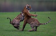 Kampf der Tiger – Sawai Madhopur, Rajasthan, India - Teera takes a hard swipe at her sister in their fight for the fort-lake territory.