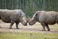 Animal Fight Club – Fr, 08.11., 01:40 Uhr