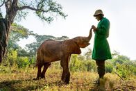 Terra X: Ein perfekter Planet – Immer mehr Elefanten fallen der Dürre in Kenia zum Opfer. Manchmal können Jungtiere gerettet und in Auffangstationen von Hand aufgezogen werden.