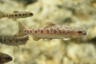 Tierische Freaks der Ozeane – Small Cherry Salmon that opted to stay in the river bed while the other salmon went out to sea are called Yamame. (istock/Patrick_Gijsbers)