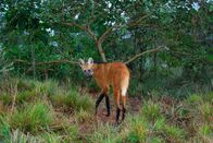 Unser grüner Planet – Nachdem auf einer ehemaligen Farm in Brasilien wieder Wald wachsen durfte, haben sich viele Wildtiere wie etwa der Mähnenwolf angesiedelt.