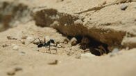 Wildes Überleben – Wüsten-Ameisen haben extrem lange Beine als Schutz vor dem heißen Sand.