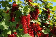 Querbeet – Rote Johannisbeeren im Beerenobstgarten Veitshöchheim.