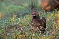 Mythos Amur – Sichelhuhn kommt am Unterlauf des Amur vor. Weitere Fotos erhalten Sie auf Anfrage.