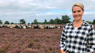 Wunderschön! – Mehr als 9.000 Heidschnucken gibt es in der Lüneburger Heide. 13 Herden ziehen das ganze Jahr durch die Heidefläche und sorgen dafür, dass die Heide so schön wächst.