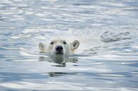 Alaska - Im Land der Bären – Ein Eisbär wird vom Geruch einer möglichen Mahlzeit angezogen.