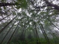 Mythos - Die größten Rätsel der Geschichte – Georgia im Südosten der USA: Irgendwo in diesen Wäldern soll sich der mysteriöse Menschenaffe angeblich verstecken.