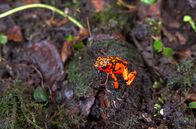 Kolumbien - Das entfesselte Paradies – An der Pazifikküste Kolumbiens ist auch der Pfeilgiftfrosch zu Hause.
