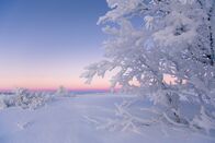 One Strange Rock - Unsere Erde – Kautokeino, NORWAY - The frozen expanse of Kautokeino in Norway, where beneath the thick frozen blanket of snow, something surprising grows and helps sustain life.