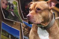 Impact – Sogenannte Listenhunde, zu denen auch der Pitbull Balu gehörte, der einer Velofahrerin einen Teil des Ohrs abbiss, werden als potenziell gefährlich eingestuft und sind sogar in einzelnen Kantonen verboten.
