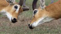 Animal Fight Club – Mo, 17.08., 07:00 Uhr